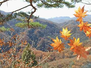 峨眉山市体育局未来发展规划蓝图揭晓